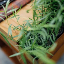 Brasero Plancha Island Corten PRO 100 Bois De Teck + Housse - Ofyr -Outdoorchef Shop ofyr island pro 100 teck 2020000022121 5